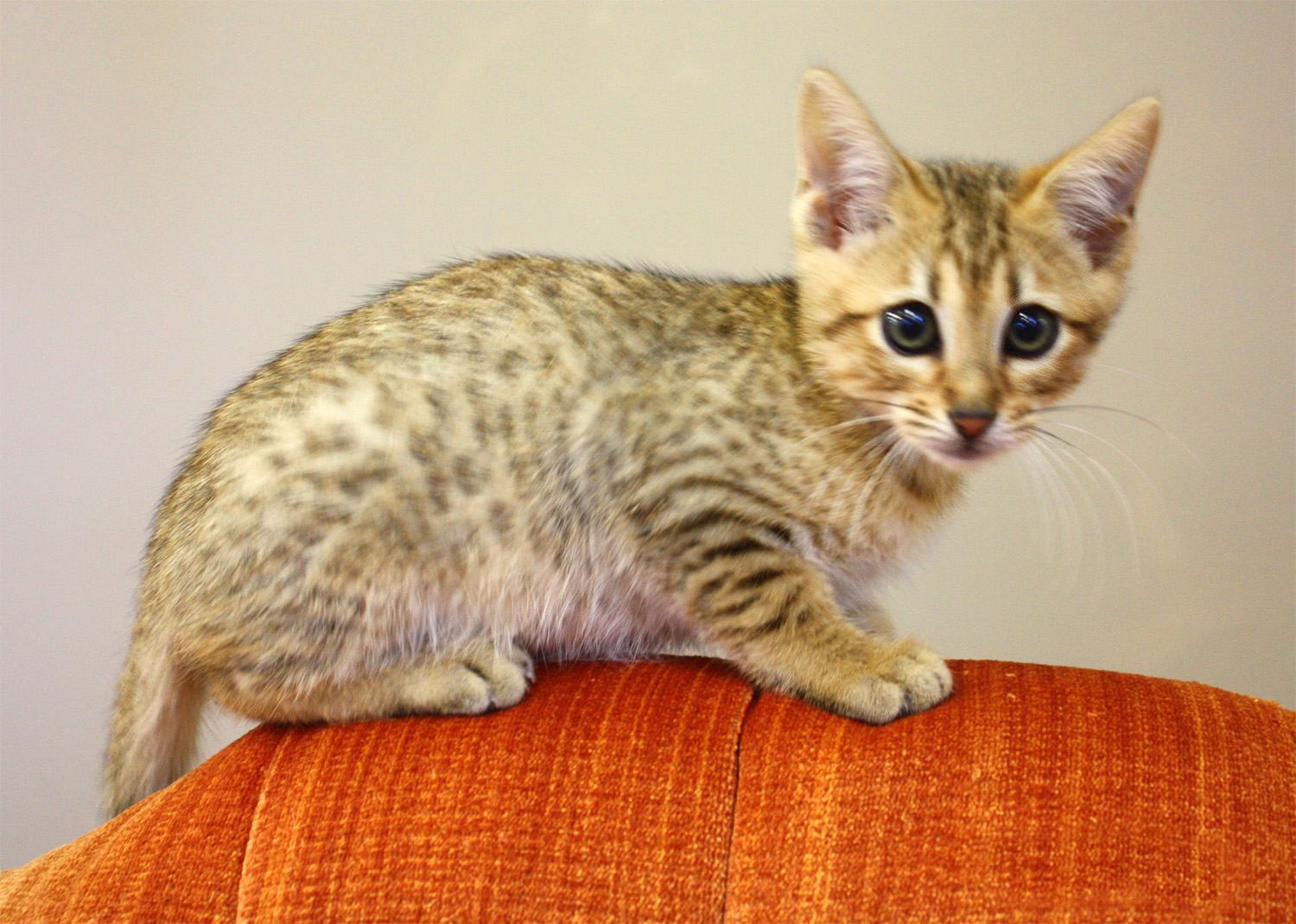 Male Kitten of Leelee – Sold